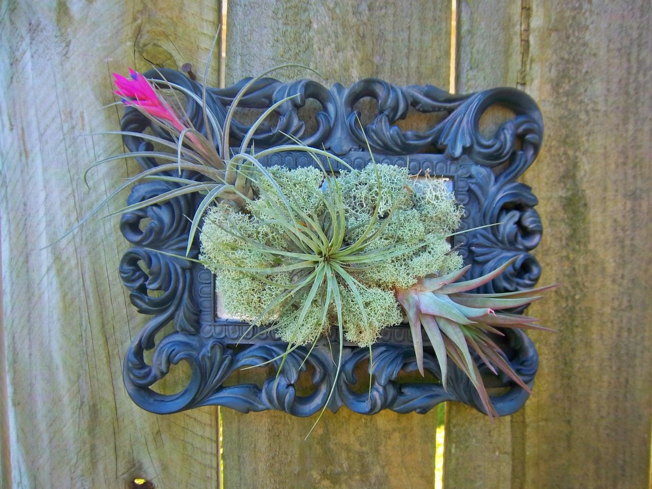 Air Plant Wall Art