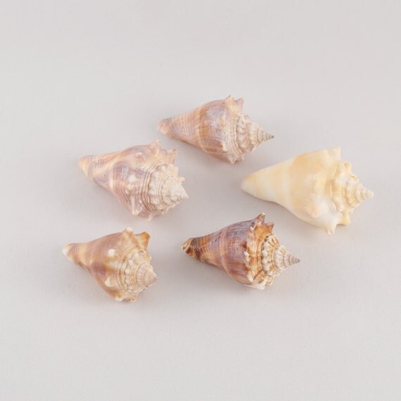 Florida Fighting Conch Sea Shells 5 Baby Size