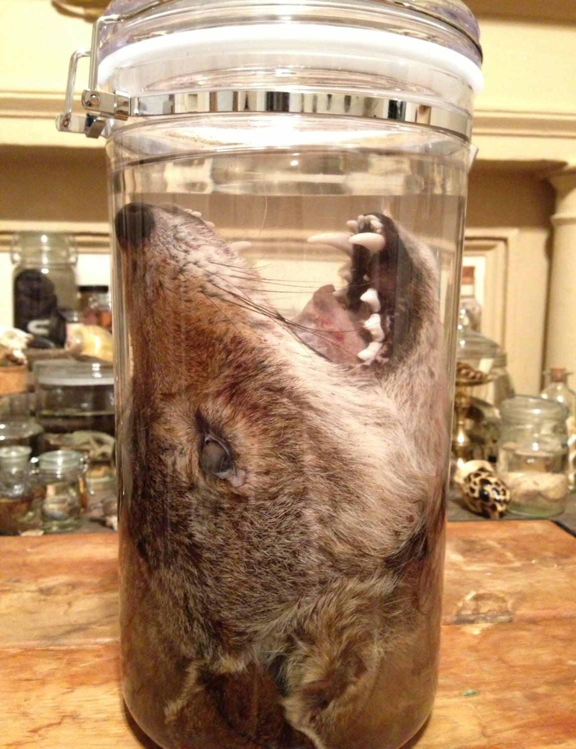 MASSIVE Coyote Head in a Jar Preserved Wet Specimen