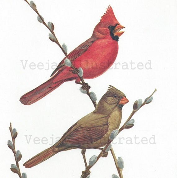 items similar to pair of cardinal birds by wayne timm items similar to pair of cardinal birds by wayne timm