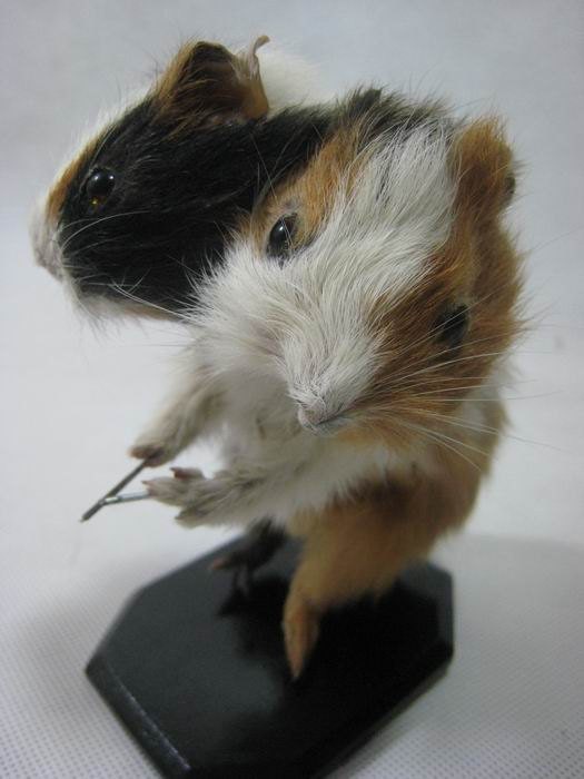 Taxidermy 2 head guinea pig for sale ideal birthday gift ever
