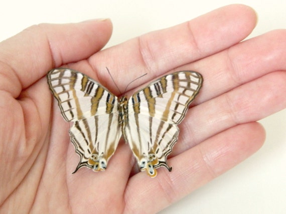 Butterfly Real Dried Butterfly Specimen Terrarium Accent