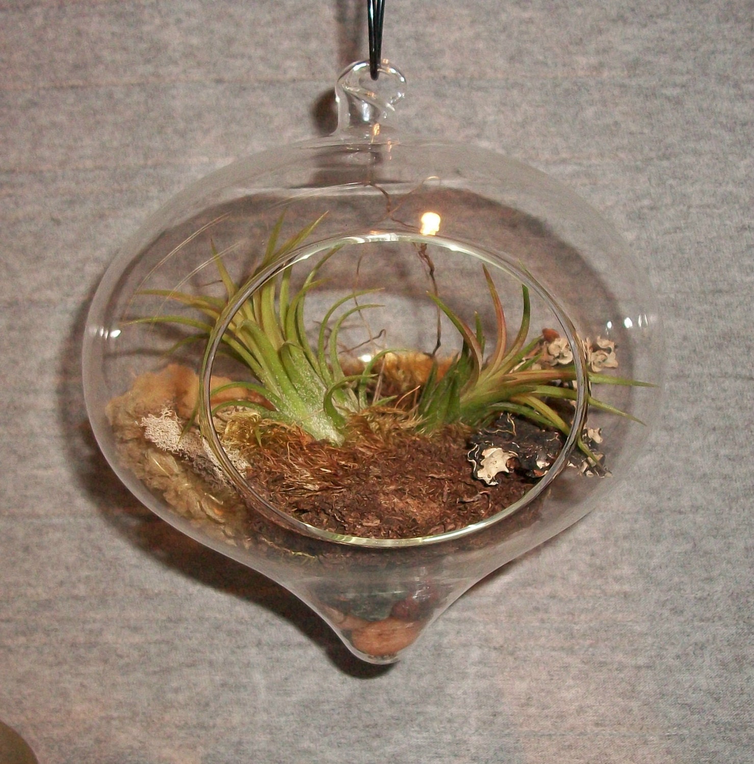 Air Plant Terrarium Hanging Glass globe.