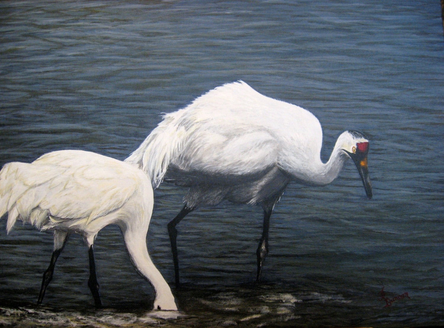 whooping cranes acrylic painting 16x20