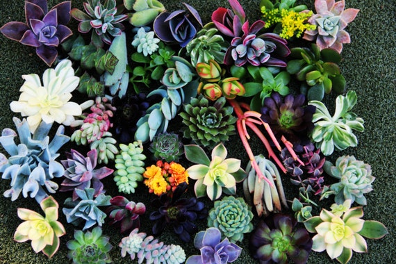 30 Succulent Cuttings