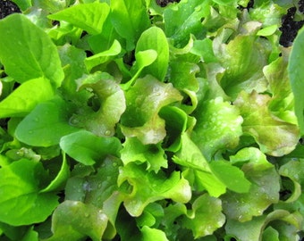 Endive ruffec seeds, antidi seeds ,organic seeds, winter seeds, gardening, cose 130, greek seeds,