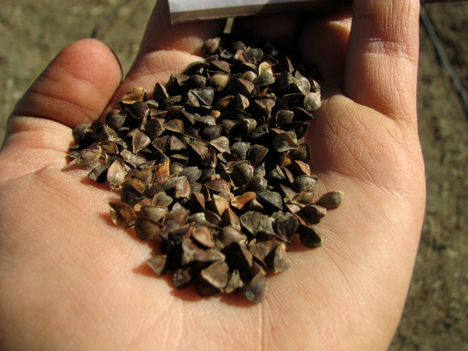 Mancan Buckwheat Open Pollinated Seeds Approx. 200 seeds