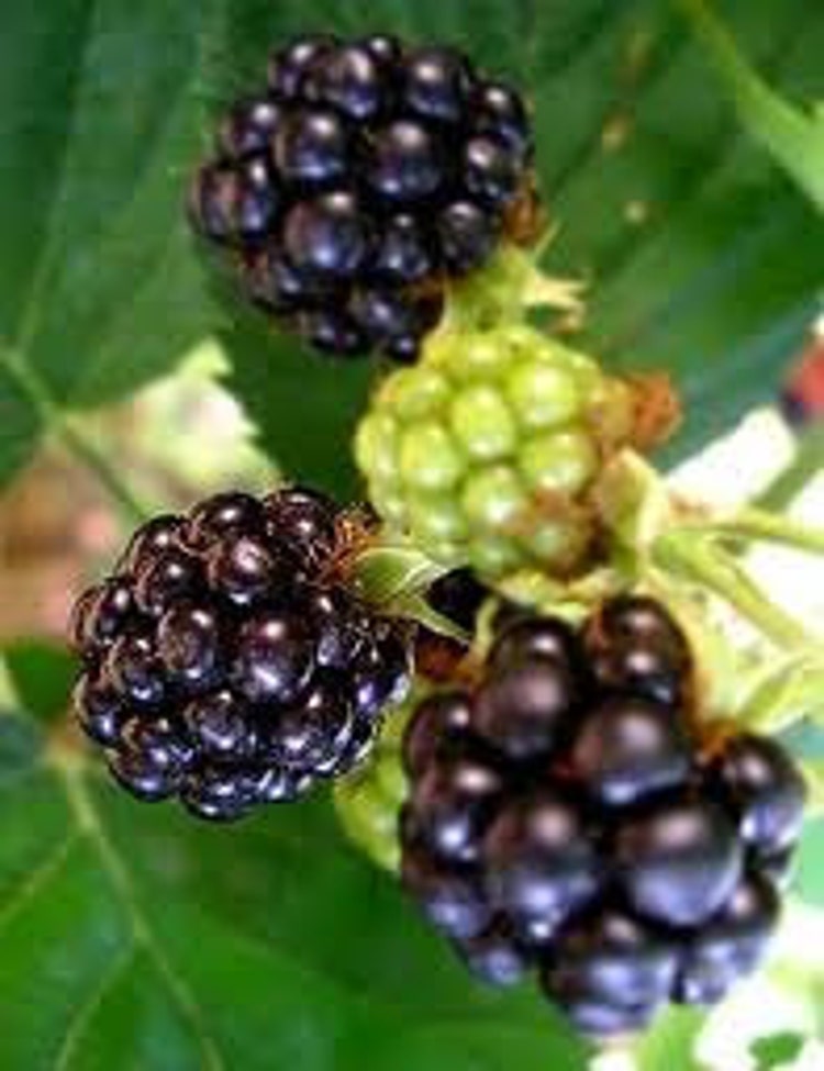 Shop Early And Save Organic Blackberry Seeds by CaribbeanGarden