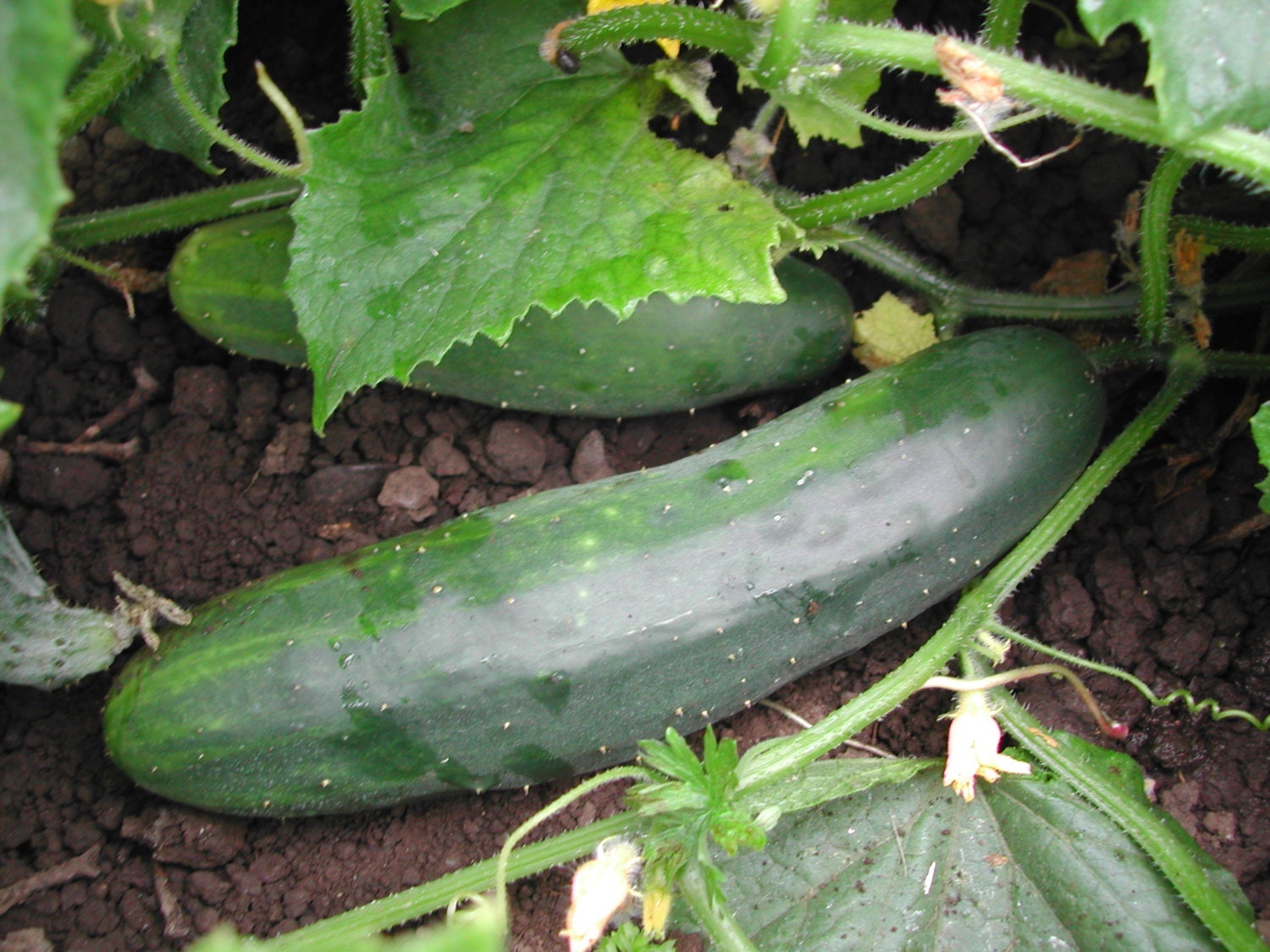 Organic Slicing Cucumber Marketer Grow Your Own by CaribbeanGarden