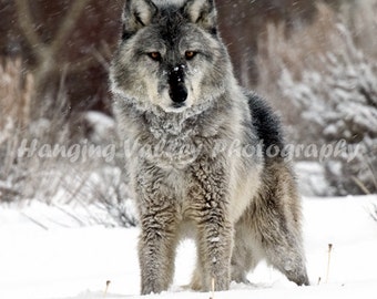 Gray wolf Wolves in Yellowstone wolf wolves in nature wild wolves
