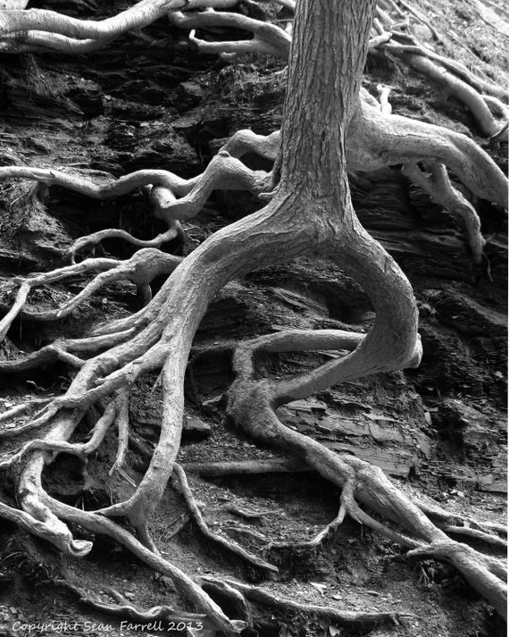 Black and White Nature Photography Abstract by QuakerStudio