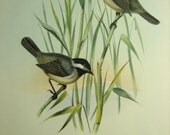 Original ELLIOT H/c Lithograph ROCKY MT. Titmouse 1860s