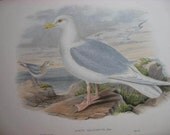 J. Gould Print Birds of Great Britain Iceland Gull
