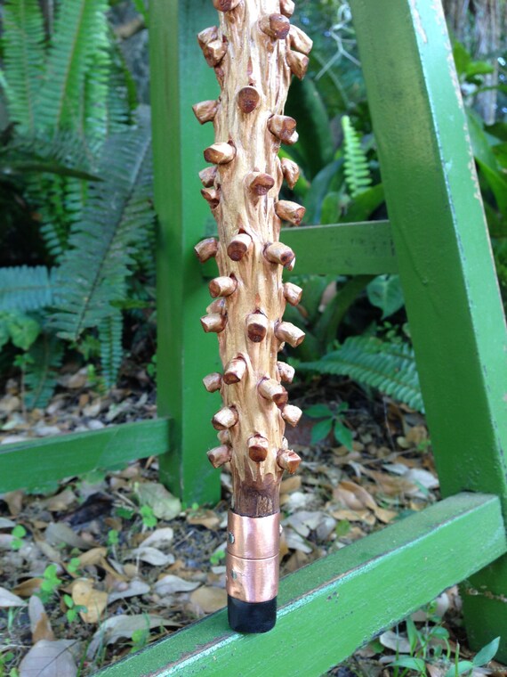 Florida Palm Walking Stick Palm Tree Flower Horned 3