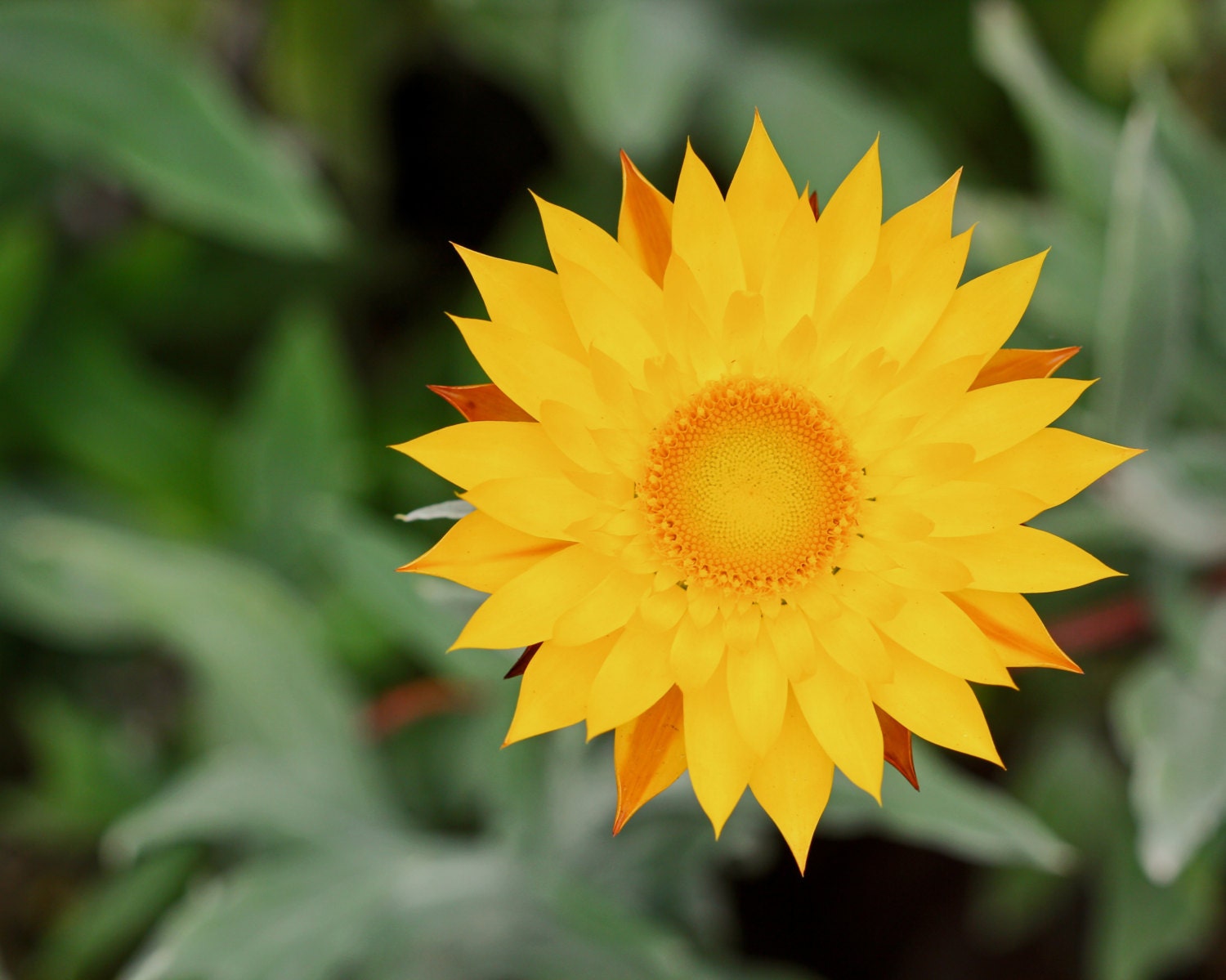 Yellow Flower Photograph 8x10 Macro Photograph by EastPhotos