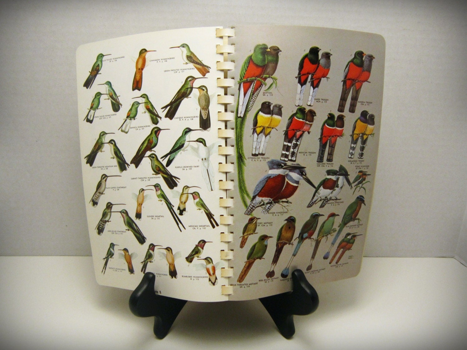 Field Guide To The Birds Of Mexico Bird Identification Book field-guide-to-the-birds-of-mexico-bird-identification-book