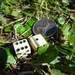 Civil War Era Bone Dice (Pair 1 of 2) - 1800s Victorian - Authentic Handmade Antique