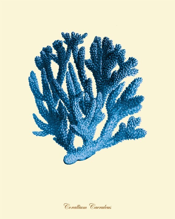 Blue coral art print Vintage nautical art print sea art print