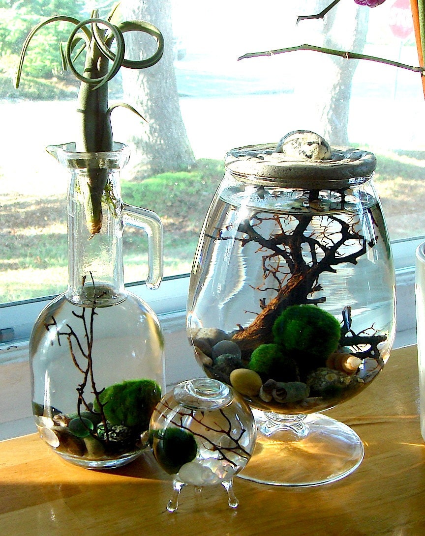 Wild Air Plant . Marimo Moss Ball . Unique Terrarium