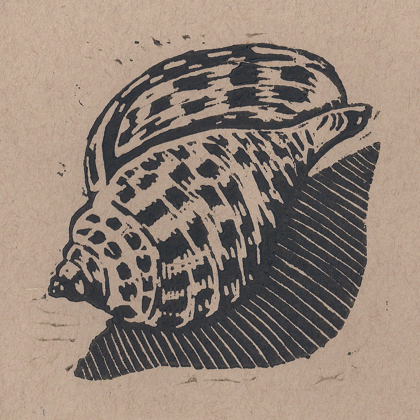 Junonia Shell Small Linocut Artist Print By Pollysstudio On Etsy