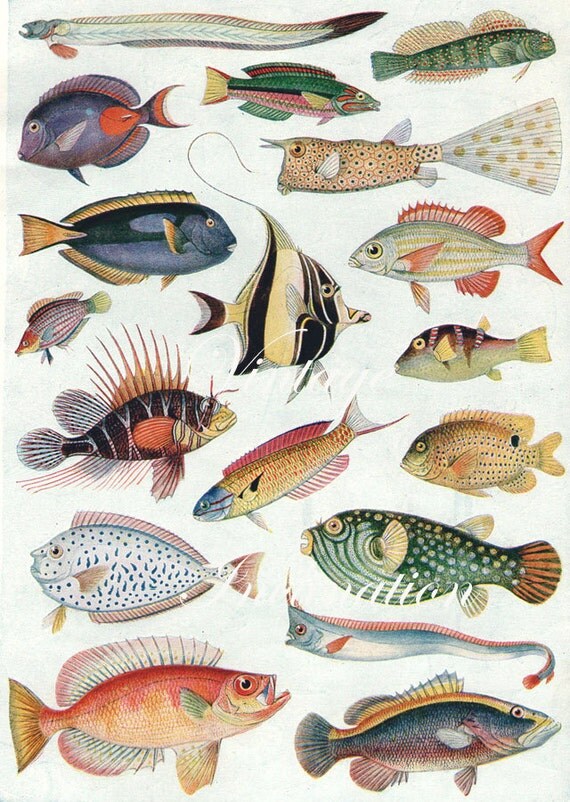 Antique Print OCEAN FISH Chart 1930s by VintageInclination on Etsy