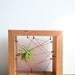 Neon Pink Air plant Rustic Reclaimed Recycled salvaged wood holders. Vase, wall decor, geometric, terrarium wedding birthday gift