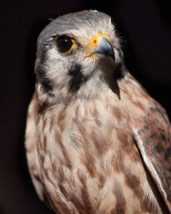 Download American Kestrel. Falcons. Female Kestrel. Birds of Prey.