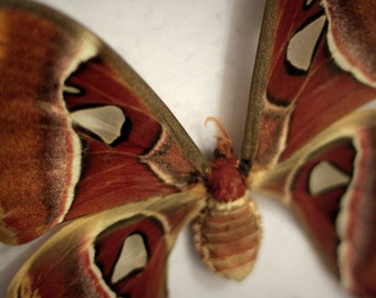 Atllas Moth, mounted butterfly, insect display, butterfly collection, organic