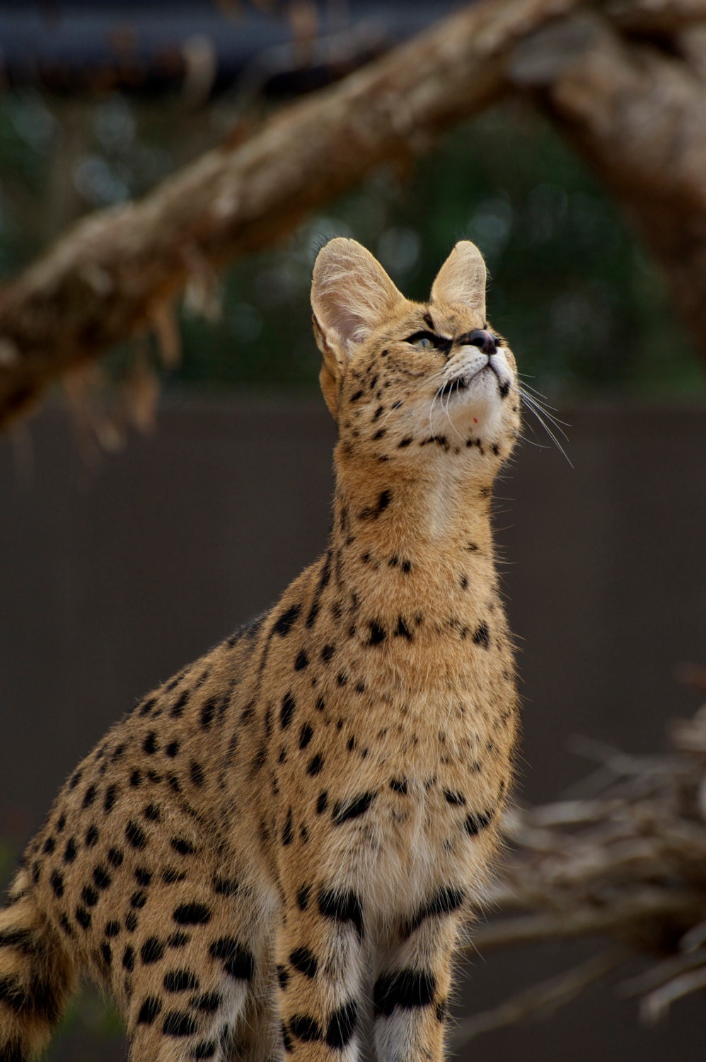Serval Focussed On Food