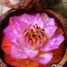 Beautiful Hand Carved Soap Flowers - Special Deal Buy 3 Get 1 Free