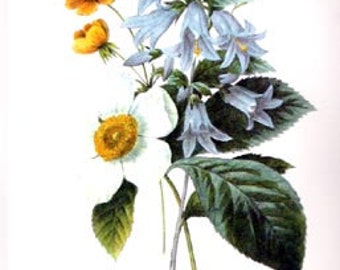 Redoute Botanical Bouquet Print - 41