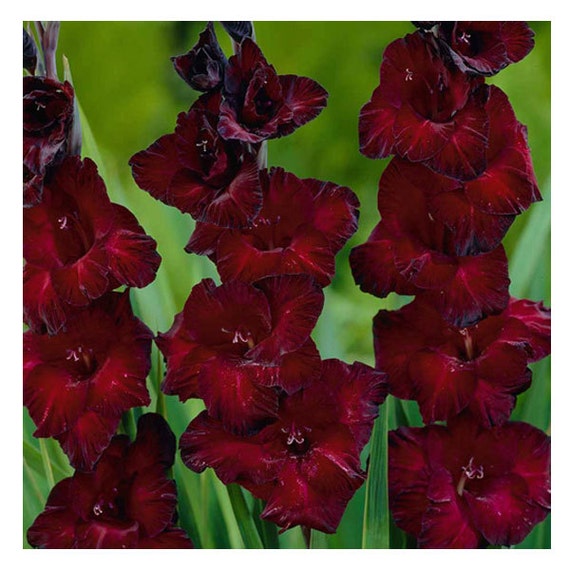 Gladiolus Flower Bulbs Black Beauty 10 Gladioli Corms Black