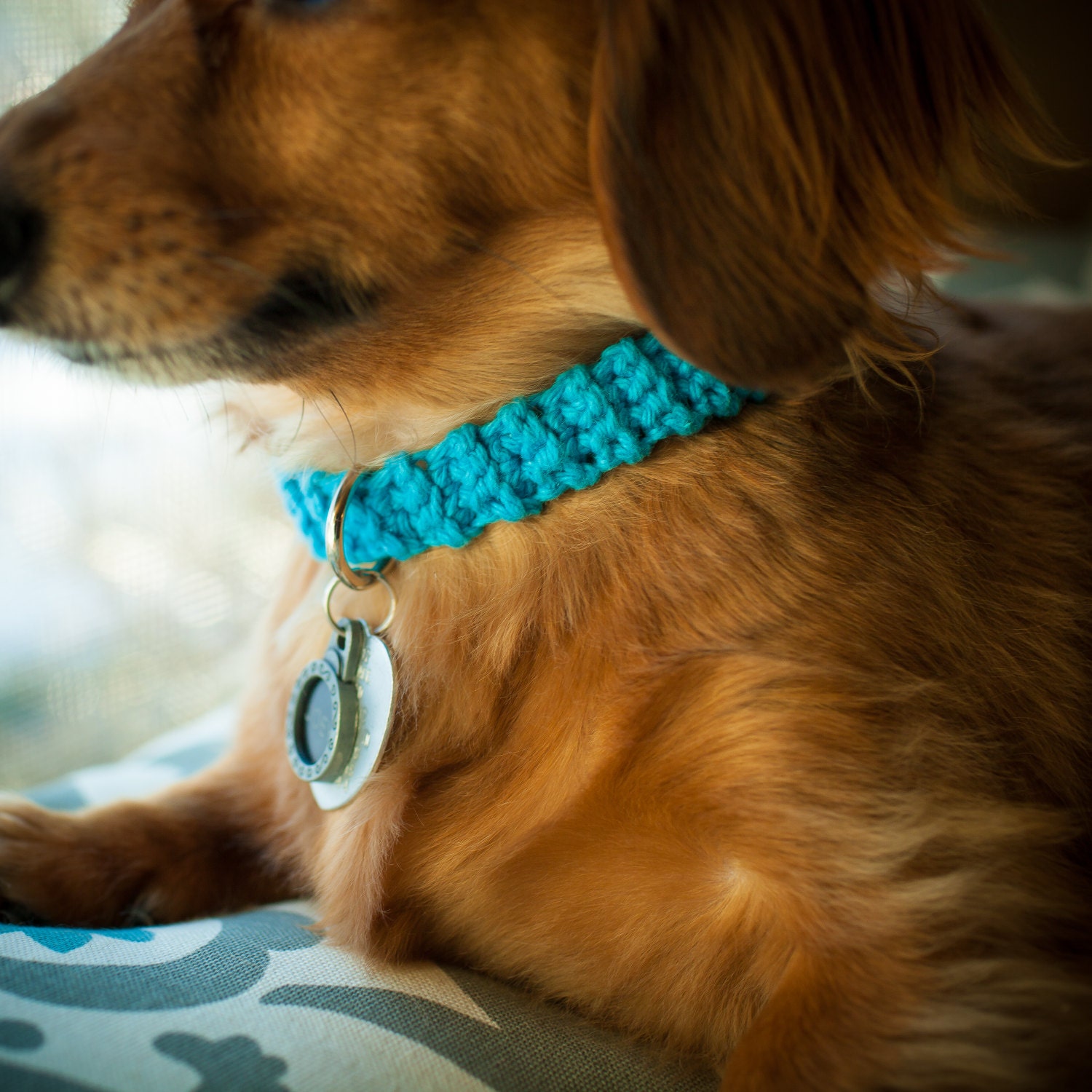 FREE SHIPPING Crochet Collar teal Dog collar collar