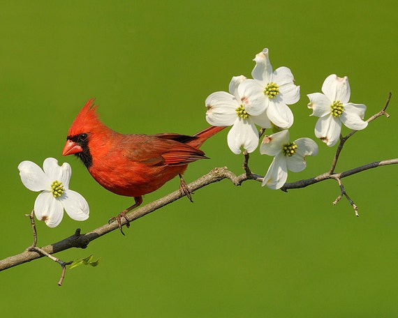 Cardinal Male 8x10 Animal Photography Nature Photograph