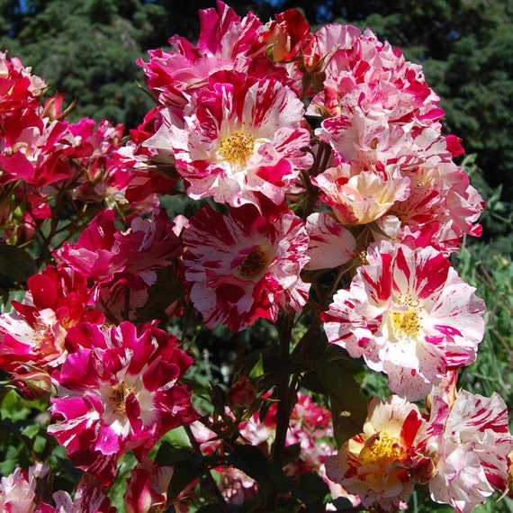 Fourth of July Rose Plant Climbing Rose Grown by FreshGardenLiving