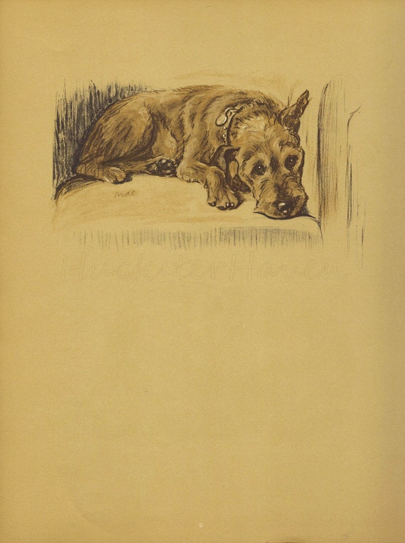 SLEEPY Dog Print,1930s Lucy Dawson, Home Wall Decor, Pet protrait, Art Illustration to Frame,  plate, brown black, terrier hound, B-1