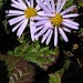 AsterChilensis