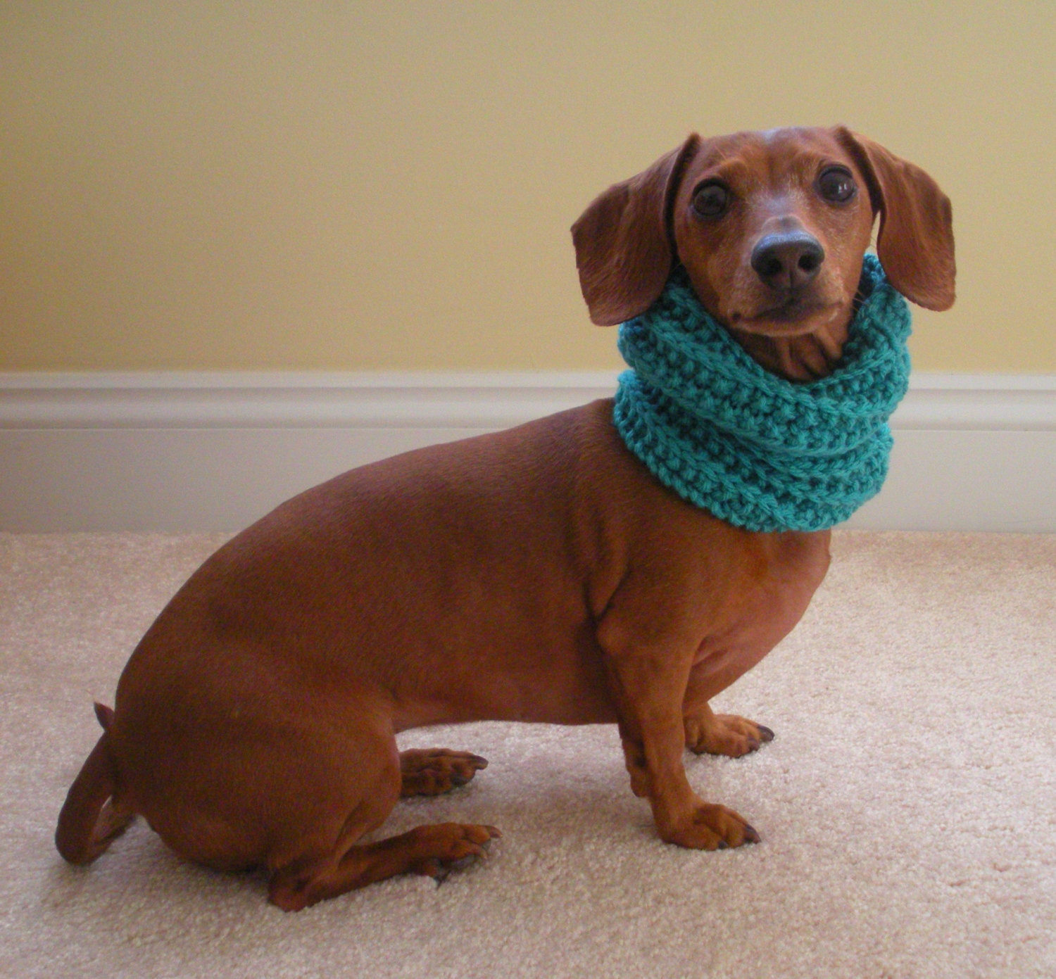 Dog Neck Warmer Knit Cowl PDF PATTERN Small Medium and