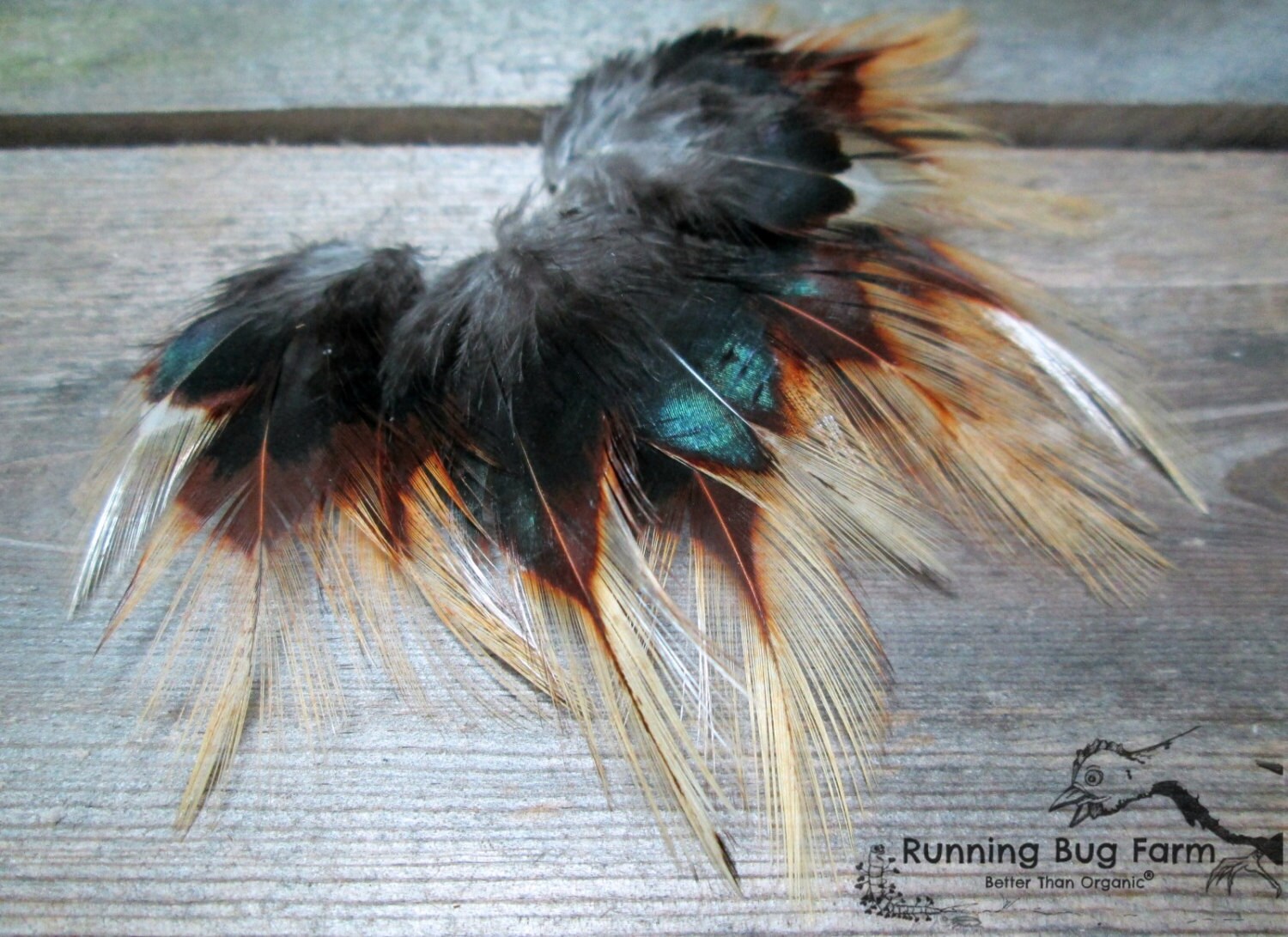 Real Bird Feathers Natural Loose Feathers Organic Feathers