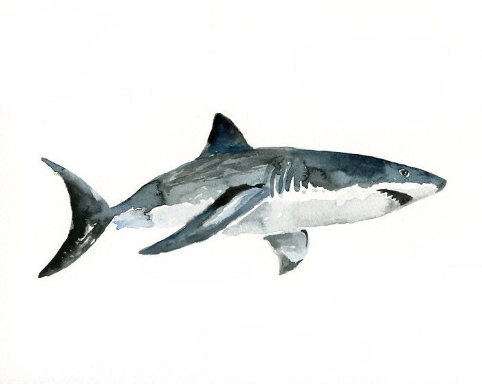 SHARK Original watercolor painting 10X8inch