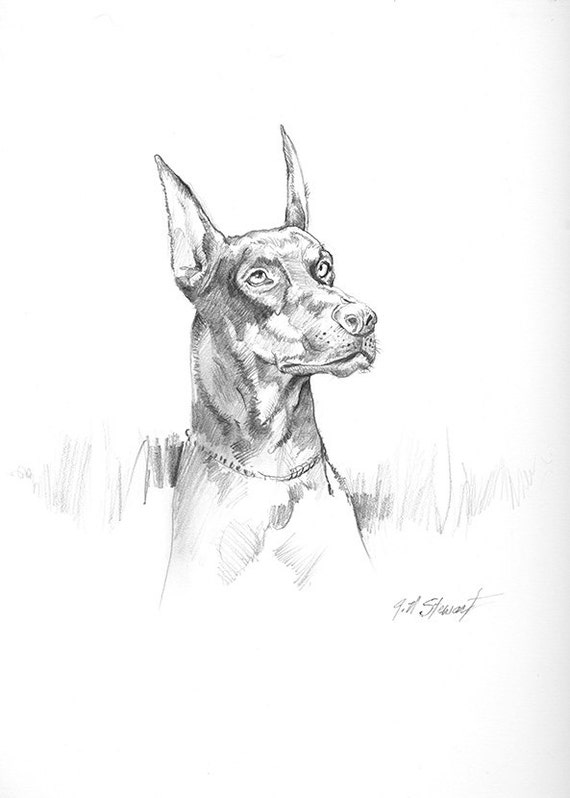 Drawing of a Dog doberman pinscher