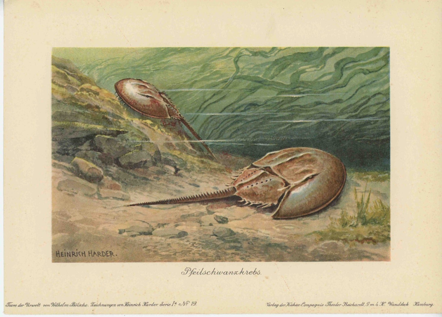 c. 1902 HORSESHOE CRAB print rare horseshoe crab rare