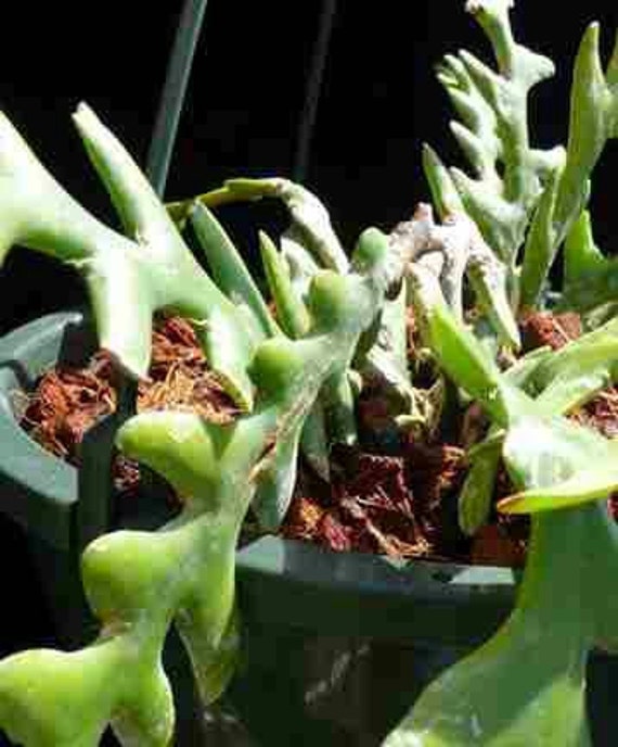 zigzag plant succulent