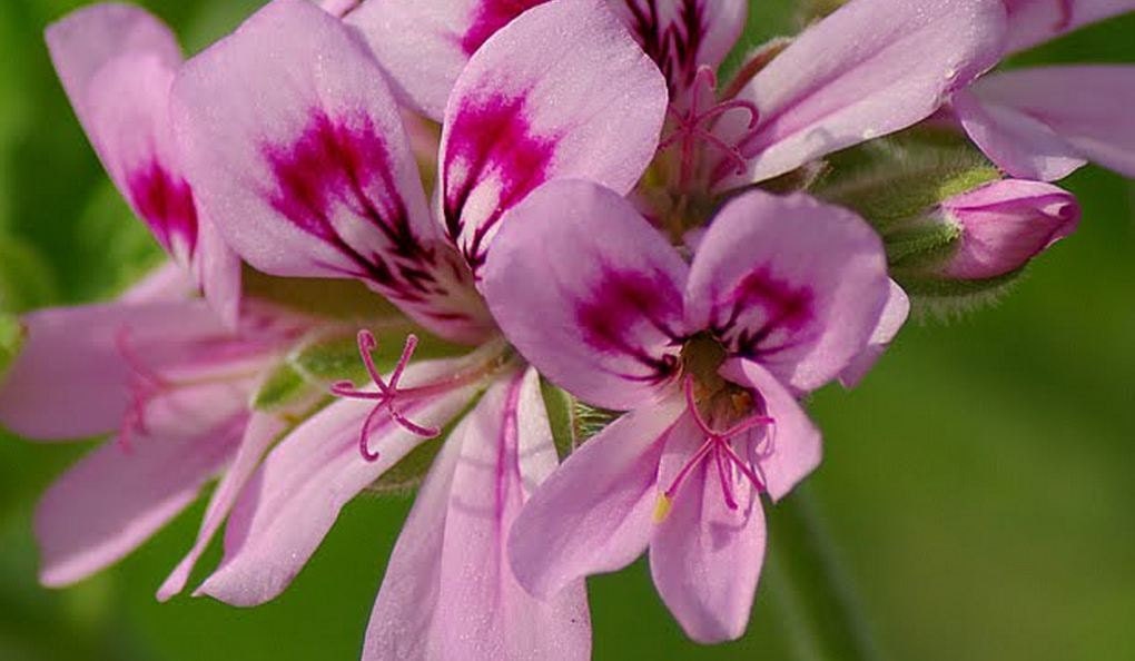 Scented Geranium Organic Old Fashioned Rose Scented Geranium