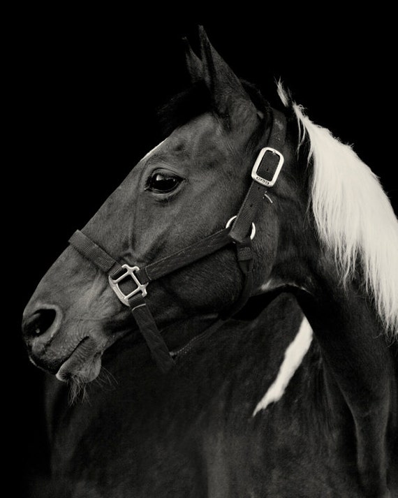 Black And White Paint Horse Wallpaper Traffic Club