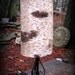 SALE Birch Bark Unique Lamp ll