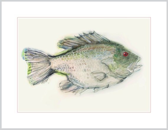 Fish Art Reproduction Red Eye Rock Bass from a Farm by FISHeFISH