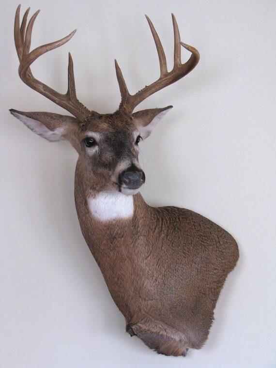 Taxidermy Whitetail Deer Wall Pedestal Mount 0212