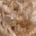 Teeswater Wool Fleece White Spinning Fiber 4oz from Colorado