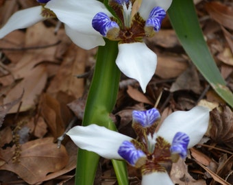 Walking Iris House Plant BOGO Sale, Organically Grown Twelve Apostles Live Plant
